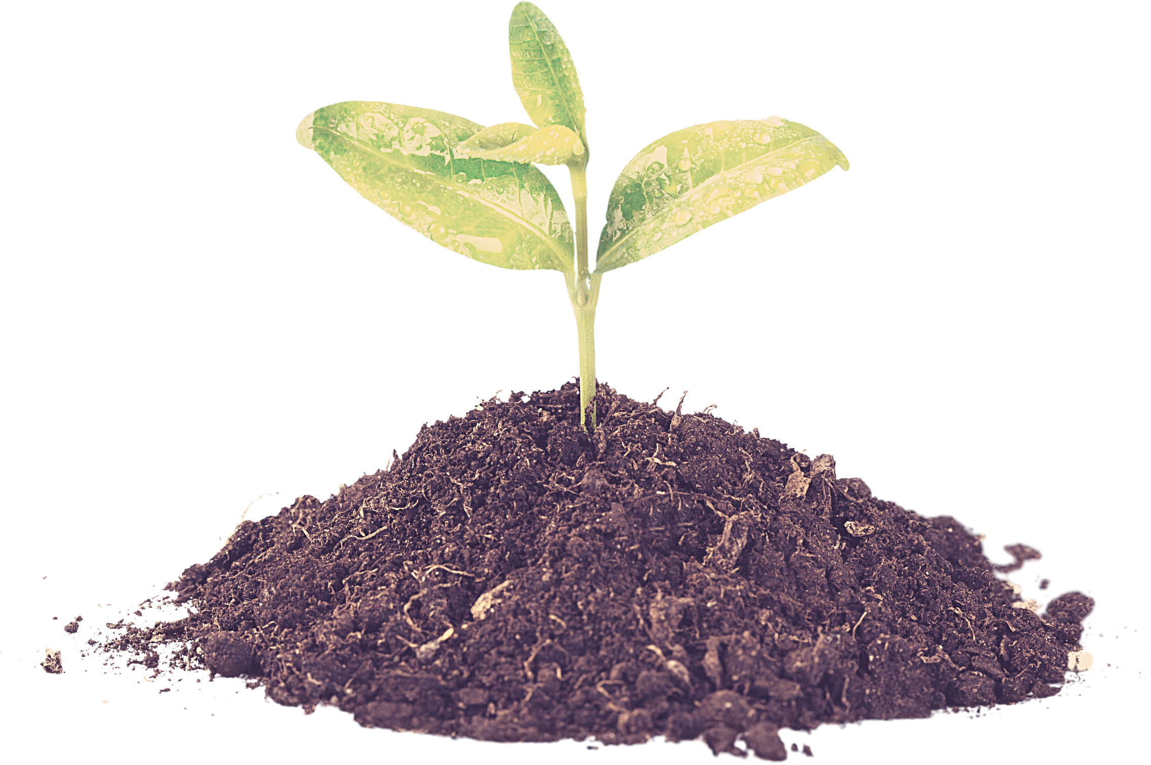 A Newly Planted Plant